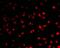 Activation-induced cytidine deaminase antibody, A00267, Boster Biological Technology, Immunofluorescence image 