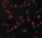 Nucleoporin 107 antibody, PA5-20563, Invitrogen Antibodies, Immunofluorescence image 