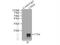 CDGSH Iron Sulfur Domain 1 antibody, 16006-1-AP, Proteintech Group, Immunoprecipitation image 