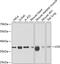 Lysyl Oxidase antibody, 23-116, ProSci, Western Blot image 