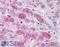 Glucagon receptor antibody, LS-A4256, Lifespan Biosciences, Immunohistochemistry frozen image 