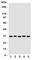 Stanniocalcin-1 antibody, R31104, NSJ Bioreagents, Western Blot image 
