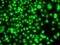 Diacylglycerol O-Acyltransferase 1 antibody, orb373494, Biorbyt, Immunofluorescence image 