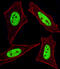 Chromosome Segregation 1 Like antibody, MBS9201059, MyBioSource, Immunofluorescence image 