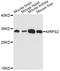 Mitochondrial Ribosomal Protein S2 antibody, LS-C749283, Lifespan Biosciences, Western Blot image 