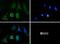 NPC Intracellular Cholesterol Transporter 1 antibody, NB400-148, Novus Biologicals, Immunofluorescence image 