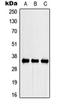 SPARC antibody, orb215523, Biorbyt, Western Blot image 