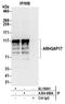 Rho GTPase-activating protein 17 antibody, A304-689A, Bethyl Labs, Immunoprecipitation image 