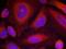 Synaptotagmin 1 antibody, orb14910, Biorbyt, Immunofluorescence image 
