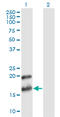 Pleiotrophin antibody, LS-C133071, Lifespan Biosciences, Western Blot image 