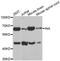 Internexin Neuronal Intermediate Filament Protein Alpha antibody, LS-C332370, Lifespan Biosciences, Western Blot image 