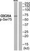 Cell Division Cycle 25A antibody, TA313588, Origene, Western Blot image 