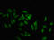 NIMA Related Kinase 7 antibody, orb401716, Biorbyt, Immunofluorescence image 