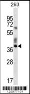 Olfactory Receptor Family 9 Subfamily K Member 2 antibody, 56-316, ProSci, Western Blot image 