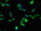 Signal Peptide Peptidase Like 2A antibody, LS-C397305, Lifespan Biosciences, Immunofluorescence image 