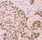 Tumor Protein P63 antibody, LS-C344012, Lifespan Biosciences, Immunohistochemistry frozen image 