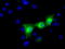 UPF0663 transmembrane protein C17orf28 antibody, TA501311, Origene, Immunofluorescence image 