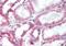 Hydroxysteroid 11-Beta Dehydrogenase 2 antibody, NBP1-39478, Novus Biologicals, Immunohistochemistry frozen image 