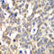 Dan antibody, LS-C346149, Lifespan Biosciences, Immunohistochemistry paraffin image 