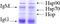 HSP90 antibody, LS-C231186, Lifespan Biosciences, Immunoprecipitation image 