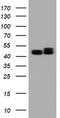 SERPINE1 MRNA Binding Protein 1 antibody, CF800699, Origene, Western Blot image 
