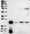 Protein Plunc antibody, STJ72783, St John