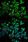 Transcription Factor 19 antibody, A6147, ABclonal Technology, Immunofluorescence image 