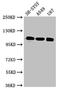 Low-density lipoprotein receptor-related protein 8 antibody, orb47635, Biorbyt, Western Blot image 