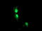 Aryl Hydrocarbon Receptor Interacting Protein Like 1 antibody, TA503695, Origene, Immunofluorescence image 