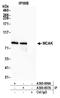 Kinesin-like protein KIF2C antibody, A300-807A, Bethyl Labs, Immunoprecipitation image 