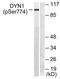 Dynamin-I antibody, TA313757, Origene, Western Blot image 