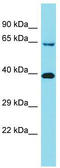 KIAA2013 antibody, TA337392, Origene, Western Blot image 