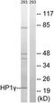 Chromobox 3 antibody, TA312761, Origene, Western Blot image 