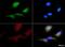 Coagulation Factor II Thrombin Receptor antibody, NBP1-71770, Novus Biologicals, Immunocytochemistry image 
