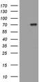 Male-specific lethal 2 homolog antibody, LS-C798883, Lifespan Biosciences, Western Blot image 