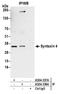 Syntaxin 4 antibody, A304-337A, Bethyl Labs, Immunoprecipitation image 