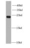Membrane-associated progesterone receptor component 1 antibody, FNab06365, FineTest, Western Blot image 