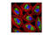 Origin Recognition Complex Subunit 2 antibody, 4736S, Cell Signaling Technology, Immunofluorescence image 