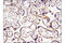 Insulin Like Growth Factor 2 Receptor antibody, 15128S, Cell Signaling Technology, Immunohistochemistry paraffin image 