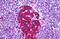 Glutamate Decarboxylase 1 antibody, MBS244638, MyBioSource, Immunohistochemistry frozen image 