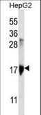 Keratin Associated Protein 1-3 antibody, LS-C165646, Lifespan Biosciences, Western Blot image 