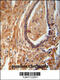 NADH:Ubiquinone Oxidoreductase Complex Assembly Factor 1 antibody, 55-386, ProSci, Immunohistochemistry frozen image 