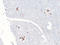 Somatostatin antibody, LS-C744566, Lifespan Biosciences, Immunohistochemistry paraffin image 