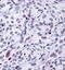 Heat shock protein HSP 90-alpha antibody, TA336841, Origene, Immunohistochemistry frozen image 