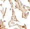 RILP-like protein 2 antibody, 6799, ProSci, Immunohistochemistry frozen image 