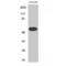 Histamine Receptor H1 antibody, LS-C383927, Lifespan Biosciences, Western Blot image 