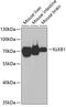 Kallikrein B1 antibody, 19-584, ProSci, Western Blot image 