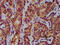 Aminoadipate-Semialdehyde Synthase antibody, CSB-PA883373LA01HU, Cusabio, Immunohistochemistry frozen image 