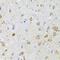 LDL Receptor Related Protein Associated Protein 1 antibody, 18-902, ProSci, Immunohistochemistry frozen image 