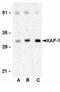 XIAP Associated Factor 1 antibody, NBP1-76615, Novus Biologicals, Western Blot image 